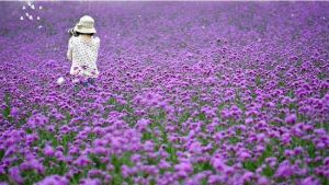 上海尋夢園香草農場景區