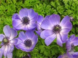 光葉銀蓮花 光葉銀蓮花