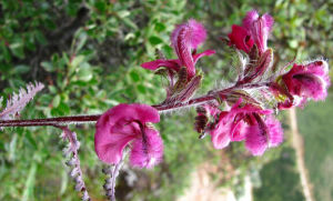 角盔馬先蒿 角盔馬先蒿