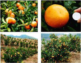 綠色食品：柑桔