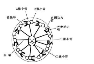 纖毛不動綜合徵