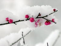 《漢宮春·梅》