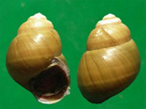 湖南湄公螺 湖南湄公螺