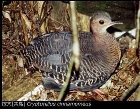 棕穴(共鳥) 棕穴(共鳥)