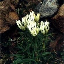 高山龍膽組 高山龍膽組