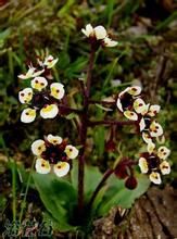 黑腺虎耳草 黑腺虎耳草