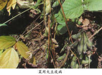菜用大豆疫病 菜用大豆疫病