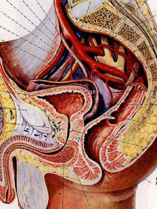 黴菌性尿道炎 黴菌性尿道炎