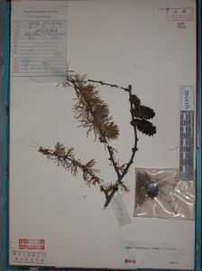 喜馬拉雅紅杉 喜馬拉雅紅杉