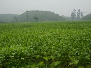 聯合東村-烤菸農田的圖片