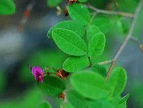 春花胡枝子 春花胡枝子
