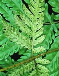 齒裂軸脈蕨 齒裂軸脈蕨