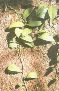 搭壁葫蘆 搭壁葫蘆