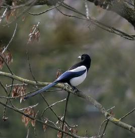 喜鵲勘察加亞種 喜鵲勘察加亞種