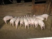 河南自然村農村經濟－生豬