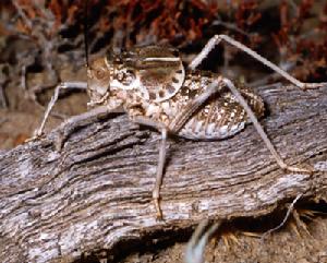 牛形怠蠻螽 牛形怠蠻螽