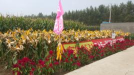 東單6531 東單6531