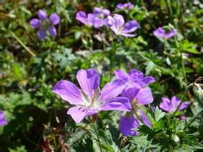 擬紫堇系 擬紫堇系