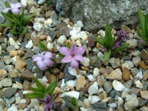 短筒黃精 短筒黃精