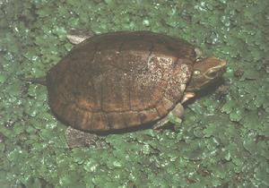 （圖）眼斑龜