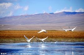 新疆巴音布魯克天鵝湖 新疆巴音布魯克天鵝湖