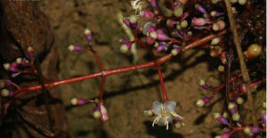 八蕊花屬 八蕊花屬