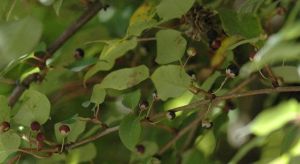 藤山柳屬 藤山柳屬