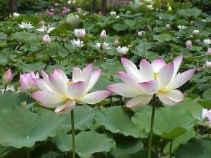 蓮池論性命雙修 蓮池論性命雙修