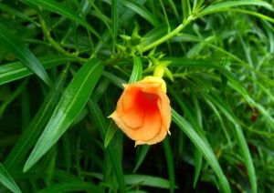 紅酒杯花 紅酒杯花