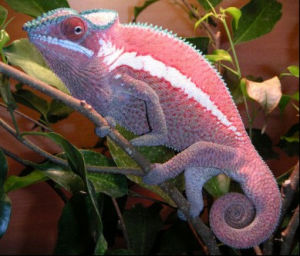 豹紋變色龍 豹紋變色龍