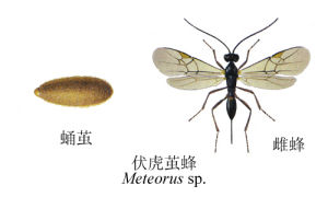 伏虎繭蜂 伏虎繭蜂
