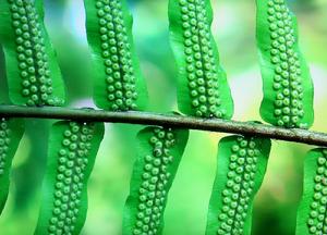 資源植物學 資源植物學