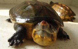 巨型麝香龜 巨型麝香龜