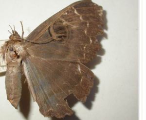 毛魔目夜蛾 毛魔目夜蛾