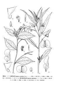 柳葉菜狀鳳仙花 柳葉菜狀鳳仙花