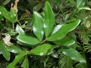 有梗木姜子 有梗木姜子