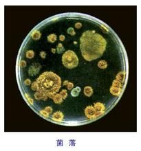 菌落 菌落
