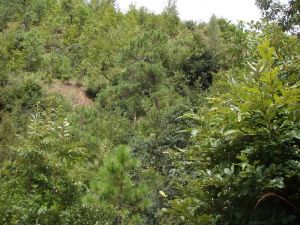 白登坡啊松羅村 白登坡啊松羅村