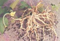 藥用植物絲瓜根結錢蟲病 藥用植物絲瓜根結錢蟲病