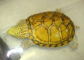 虎紋麝香龜 虎紋麝香龜