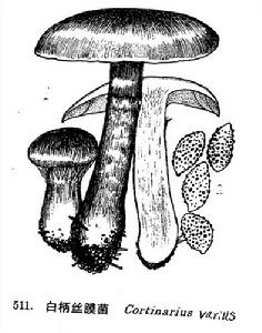 白柄絲膜菌 白柄絲膜菌