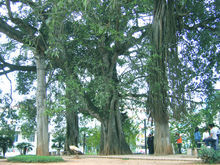 到生根公園 到生根公園