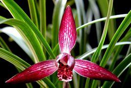 紅塔寶石 紅塔寶石