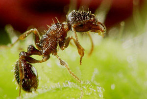 （圖）鋪道蟻屬