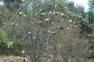 岩子頭自然村[雲南臨滄鳳慶縣郭大寨鄉團山村岩子頭自然村]