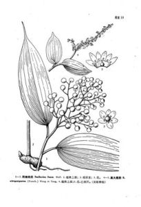 西南鹿藥 西南鹿藥