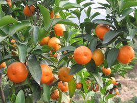 清新冰糖桔 清新冰糖桔