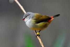 黃腹梅花雀指名亞種 黃腹梅花雀指名亞種