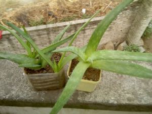 斜葉蘆薈蘚 斜葉蘆薈蘚