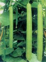 高山蔬菜：絲瓜